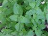 Catnip: Nepeta cataria